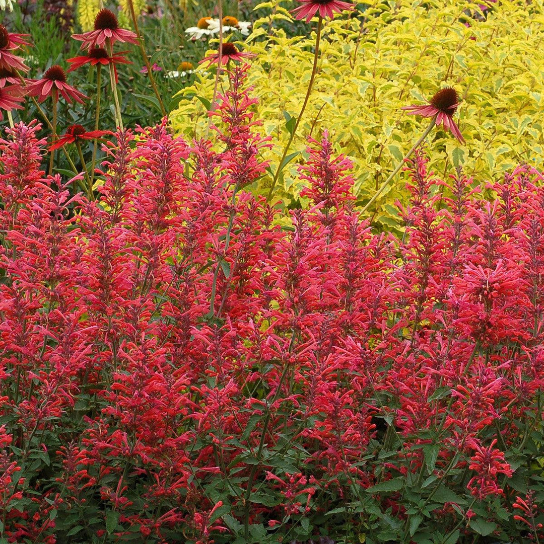 Agastache ‘Kudos Coral’ ~ Kudos™ Coral Hummingbird Mint, Hyssop