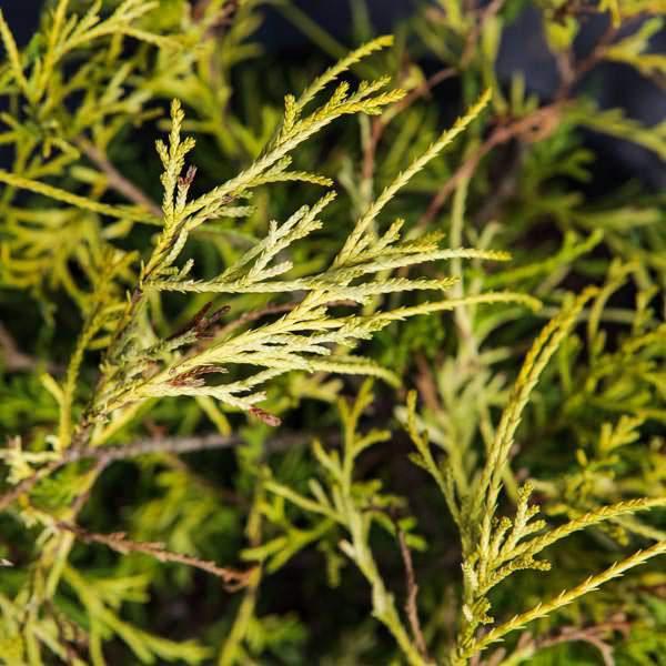 Chamaecyparis pisifera 'Golden Mop' ~ Golden Mop False Cypress