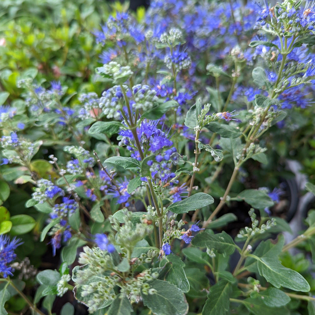 Caryopteris x clandonensis 'CT-9-12' ~ Más allá de la medianoche® Barba Azul