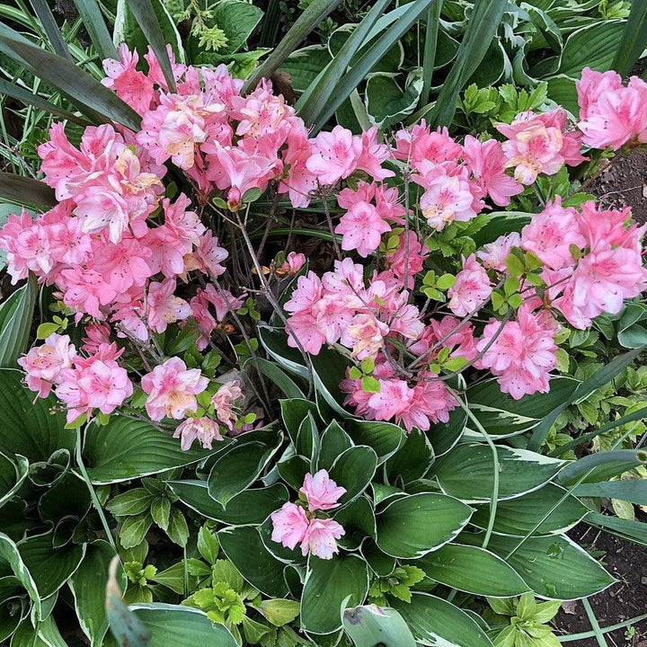 Rododendro 'Blaauw's Pink' ~ Azalea rosa de Blaauw