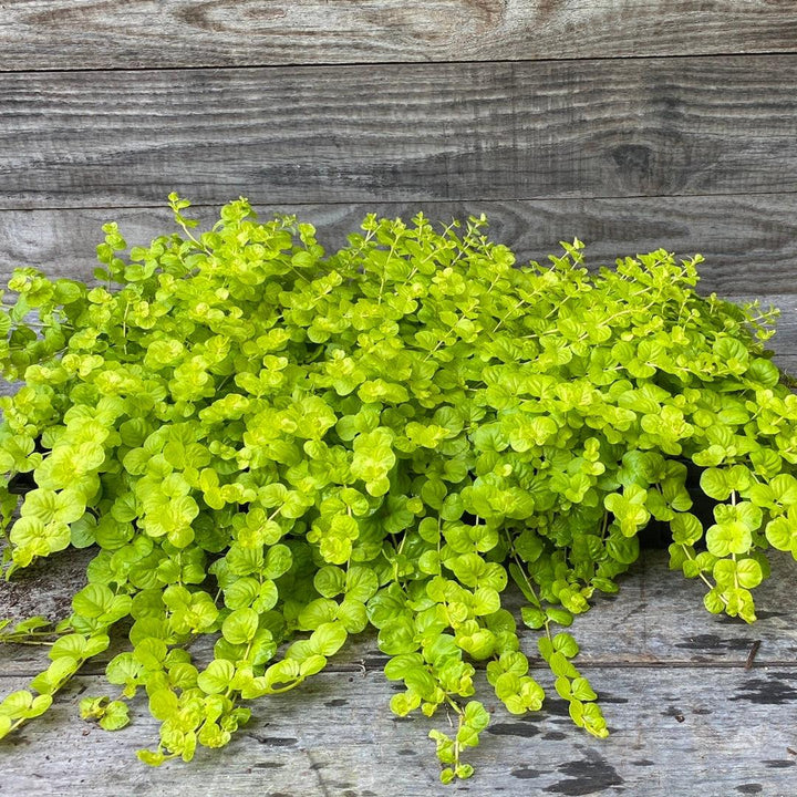 Lysimachia nummularia 'Aurea' ~ Golden Creeping Jenny