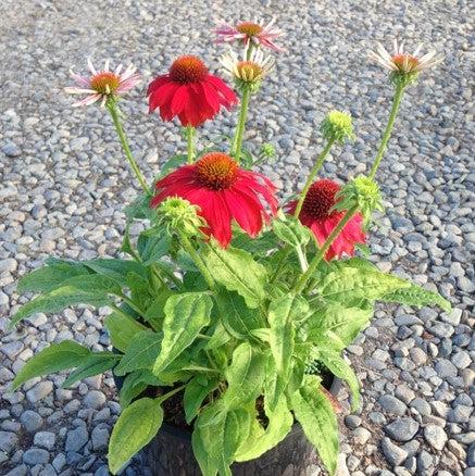 Echinacea x 'Balsomsed' PP23105 ~ Sombrero® Salsa Red Coneflower