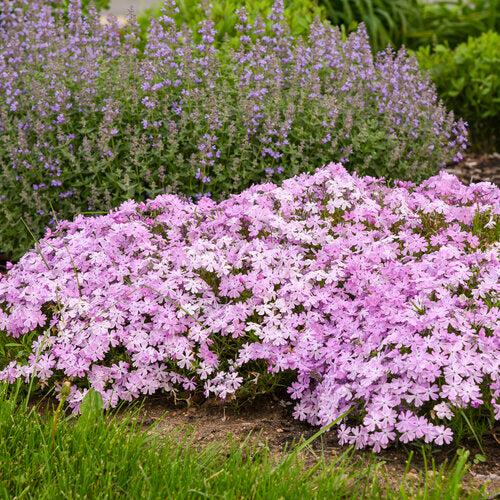 Phlox subulata 'Pink Sparkles' ~ Spring Bling™ Pink Sparkles Creeping Phlox