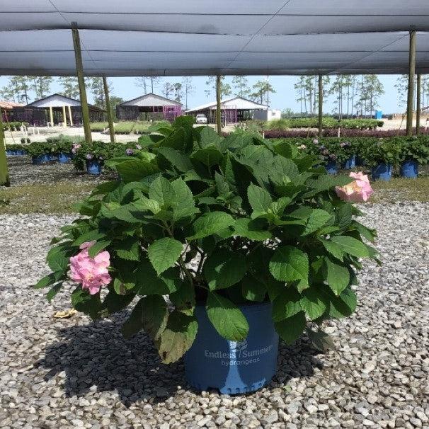 Hydrangea macrophylla 'Blushing Bride' ~ Endless Summer® Blushing Bride® Hortensia