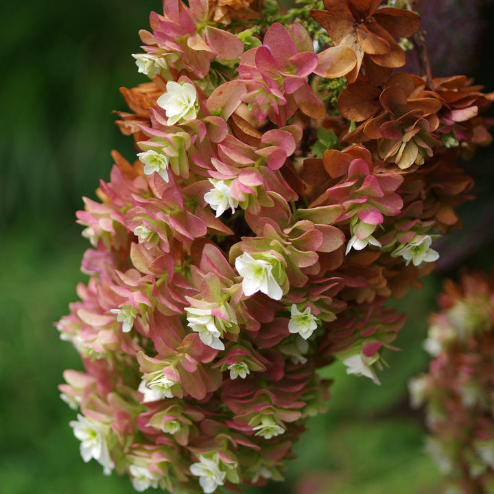 Hydrangea quercifolia 'Snowcicle' ~ Snowcicle Hydrangea