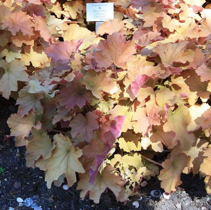 Heuchera 'Caramel' PP16,560 ~ Caramel Coral Bells, Heuchera