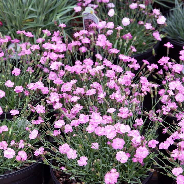 Dianthus gratianopolitanus 'Tiny Rubies' ~ Tiny Rubies Dianthus, Cheddar Pinks