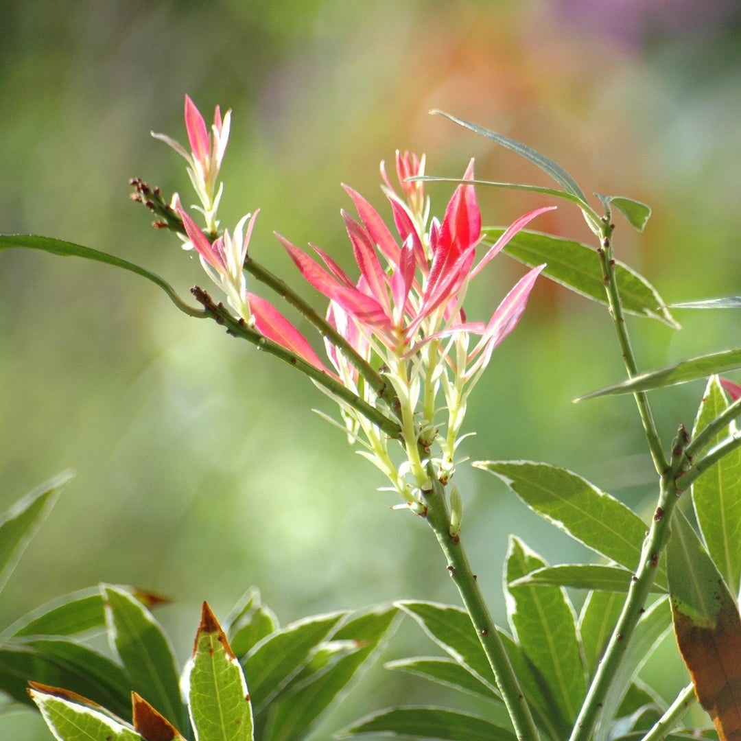 Pieris japonica 'Flaming Silver' ~ Flaming Silver Pieris