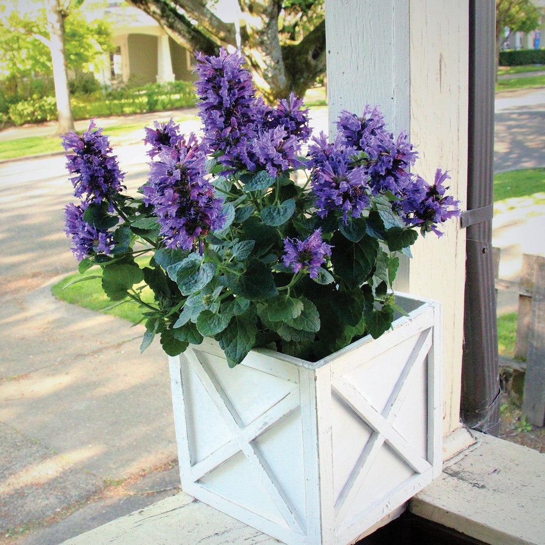 Agastache 'TNAGAPDB’ ~  Poquito™ Dark Blue Hyssop