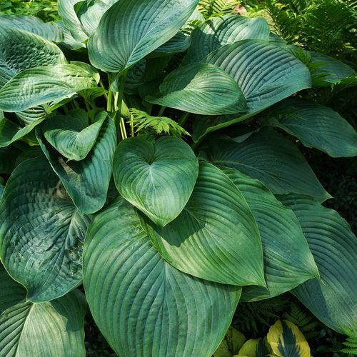 Hosta 'Empress Wu' PP20774 ~ PW® Shadowland® Empress Wu Hosta