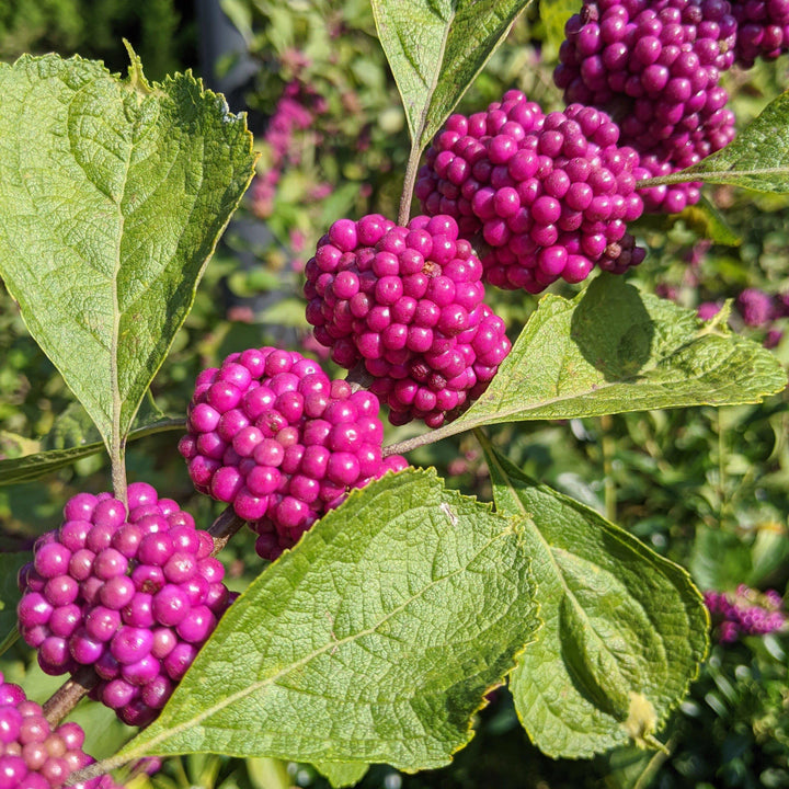 Callicarpa americana ~ Belleza americana