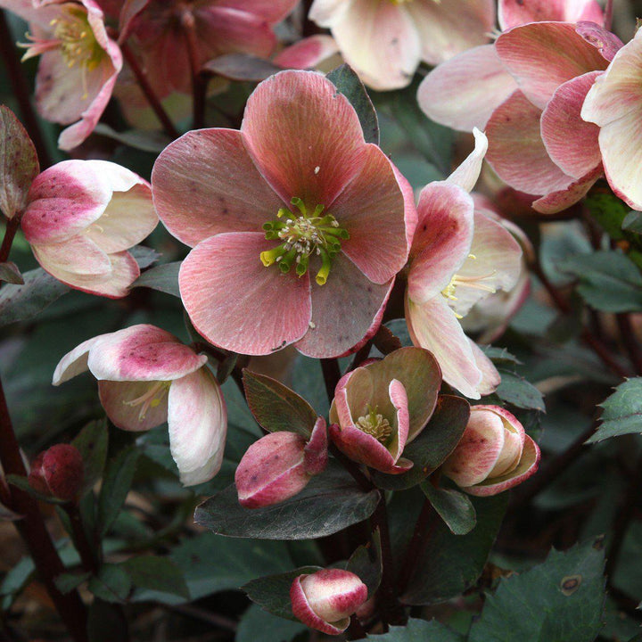 Helleborus x ballardiae 'COSEH 710' ~ HGC® Pink Frost Lenten Rose