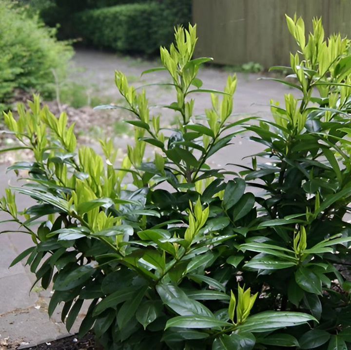 Prunus laurocerasus 'JONG2' PP29,890 ~ Greenfinity Laurel