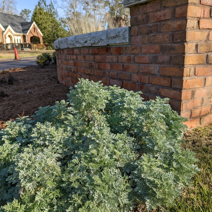 Artemisia x 'Powis Castle' ~ Powis Castle Artemisia