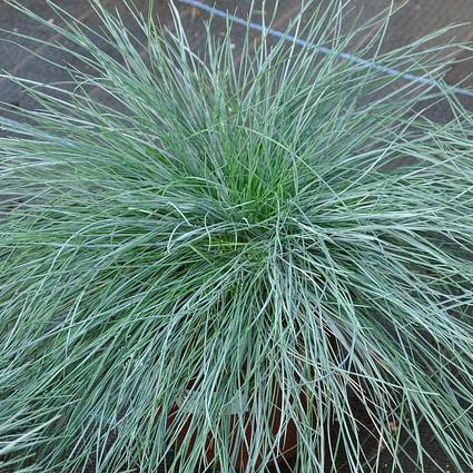 Festuca glauca 'Casca11' ~ Beyond Blue Fescue