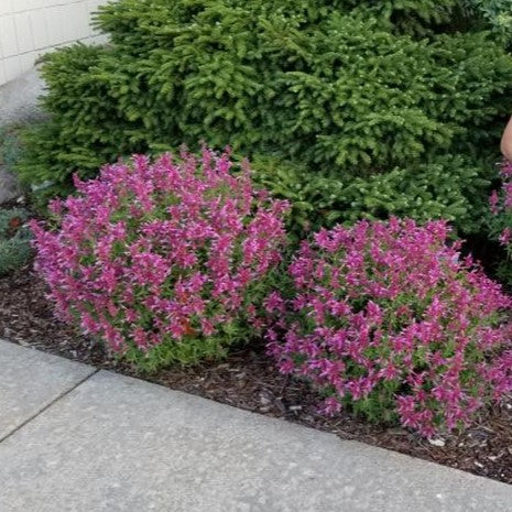 Agastache x 'Rosie Posie' ~ Rosie Posie Agastache