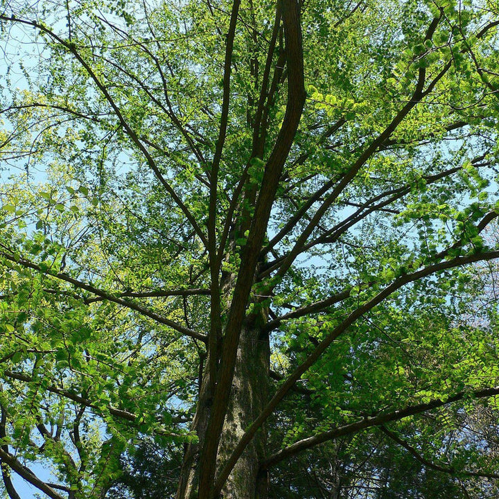 Metasequoia glyptostroboides ~ Dawn Redwood