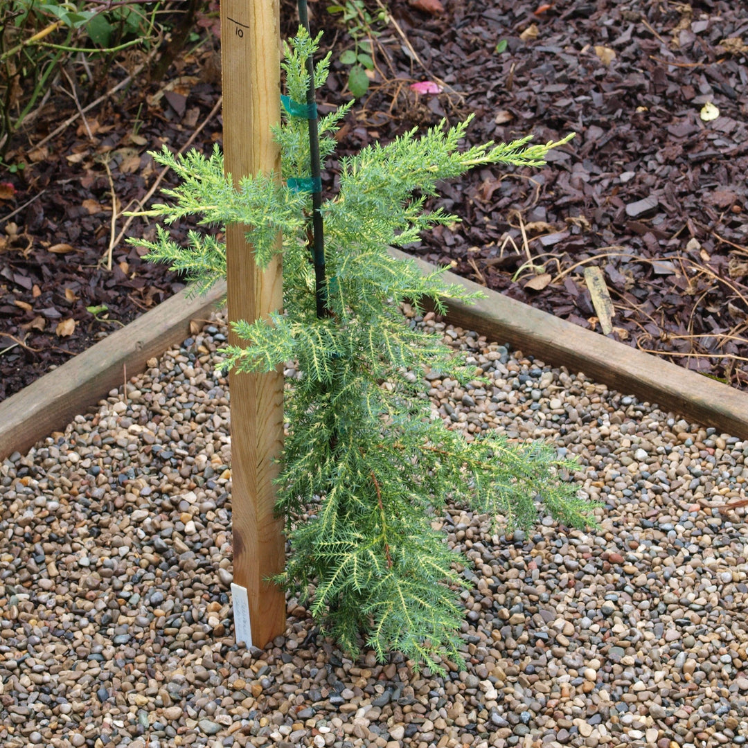 Juniperus x media 'Daub's Frosted' ~ Daub's Frosted Pfitzer Juniper