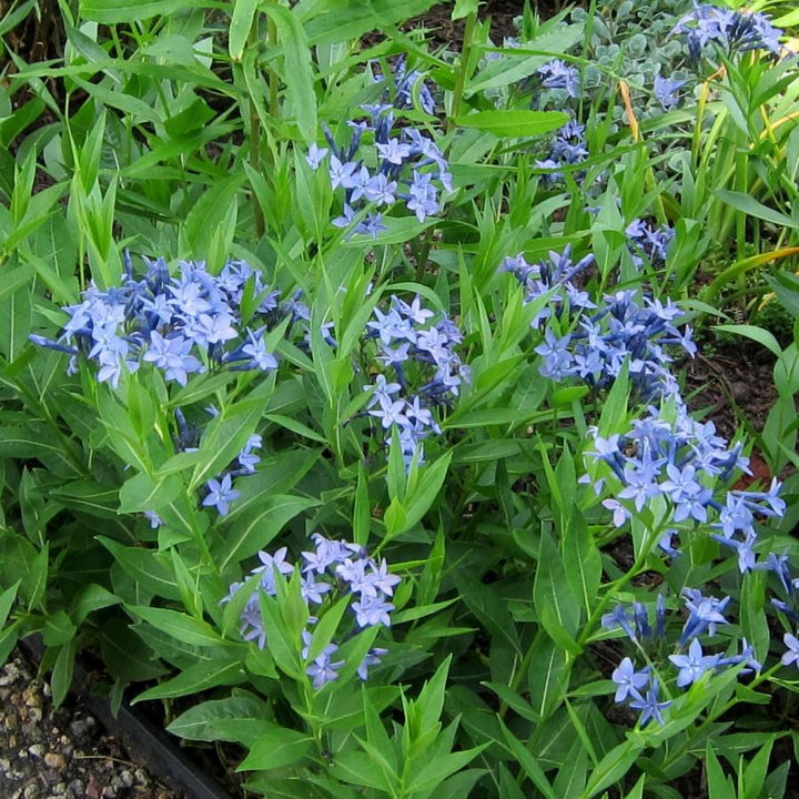 Amsonia 'Blue Ice' ~ Blue Ice Blue Star