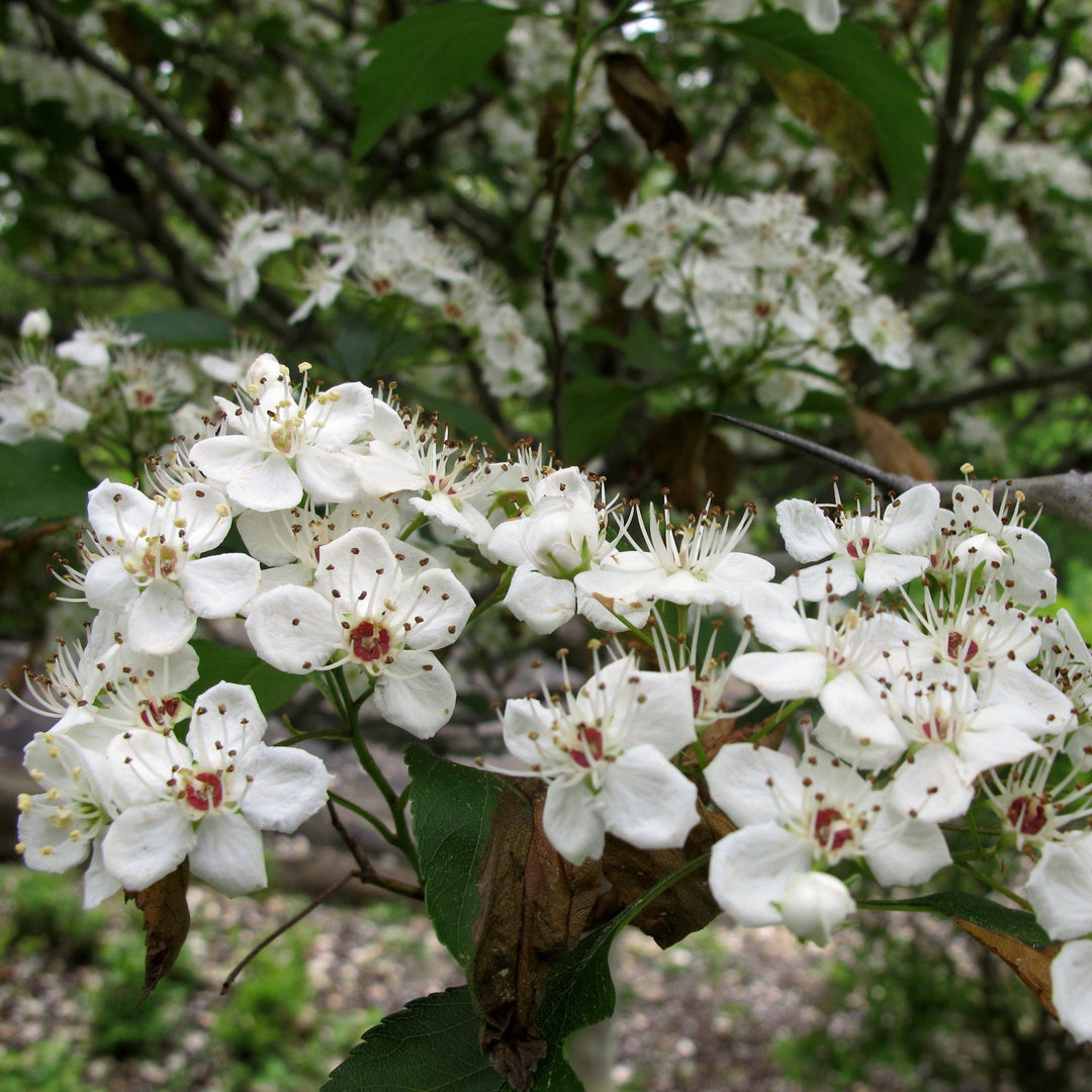 Crataegus viridis 'Winter King' ~ Winter King Green Hawthorn