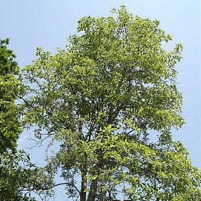 Magnolia virginiana var australis ~ Evergreen Sweetbay Magnolia