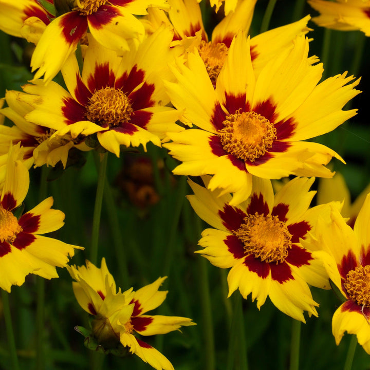 Coreopsis x 'Enchanted Eve' PP27857  ~ Lil' Bang™ Enchanted Eve Tickseed