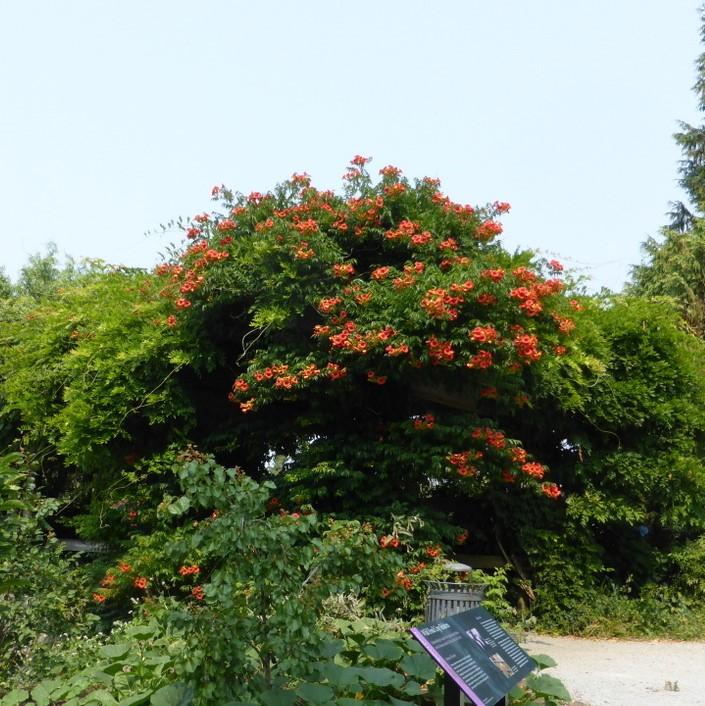 Campsis x tagliabuana 'Madame Galen' ~ Madame Galen Trumpet Creeper