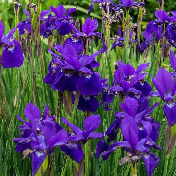 Iris sibirica Caesar's Brother ~ 'Caesar's Brother' Siberian Iris