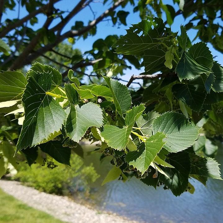 Tilia americana ~ Basswood, Linden Tree