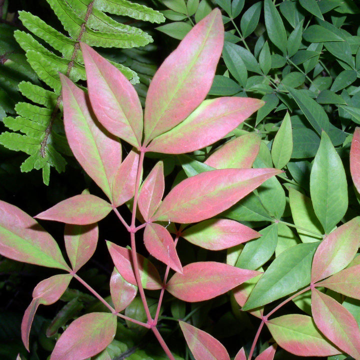 Nandina domestica 'AKA' PP19,916 ~ Blush Pink™ Heavenly Bamboo