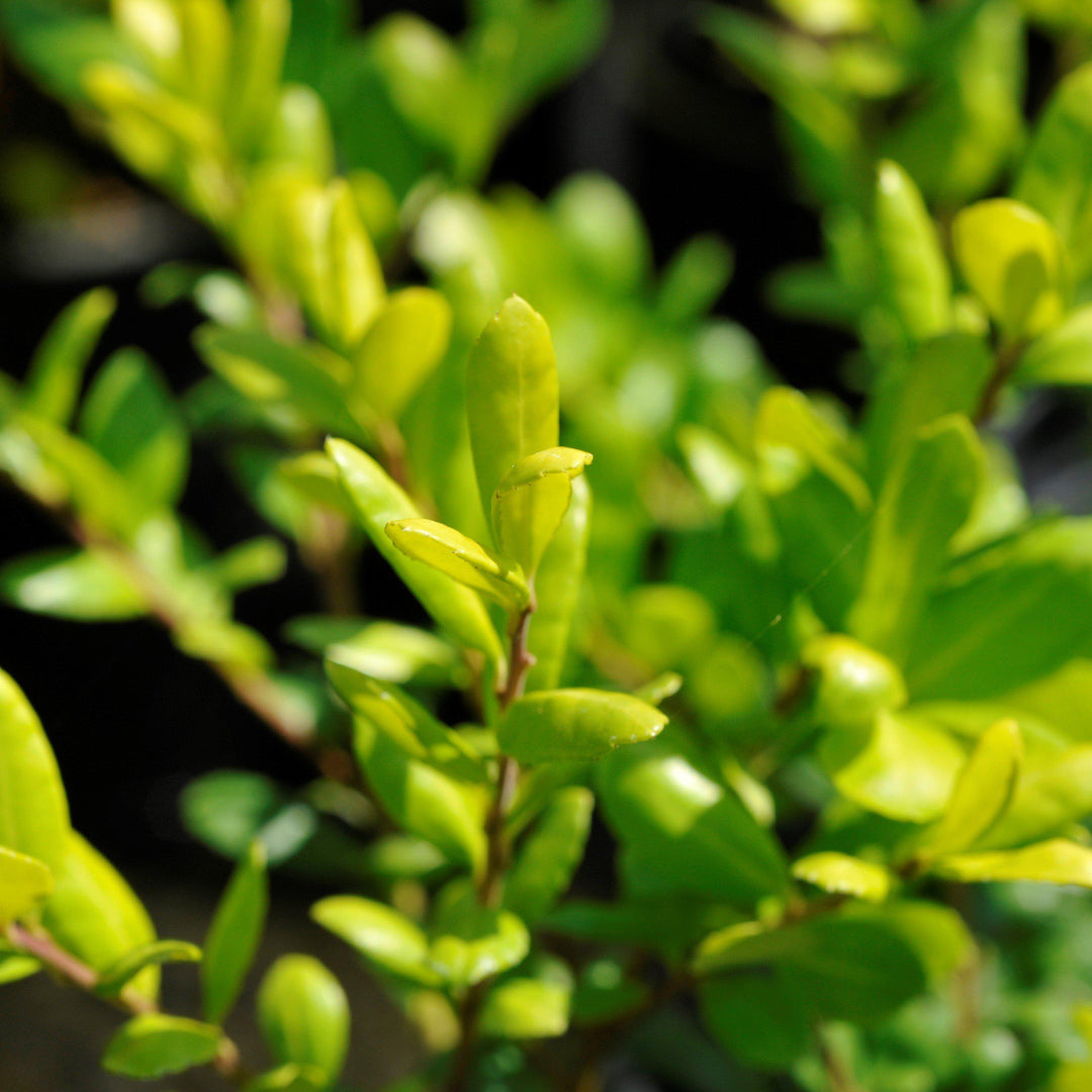 Ilex crenata 'Drops of Gold' ~ Drops of Gold Japanese Holly