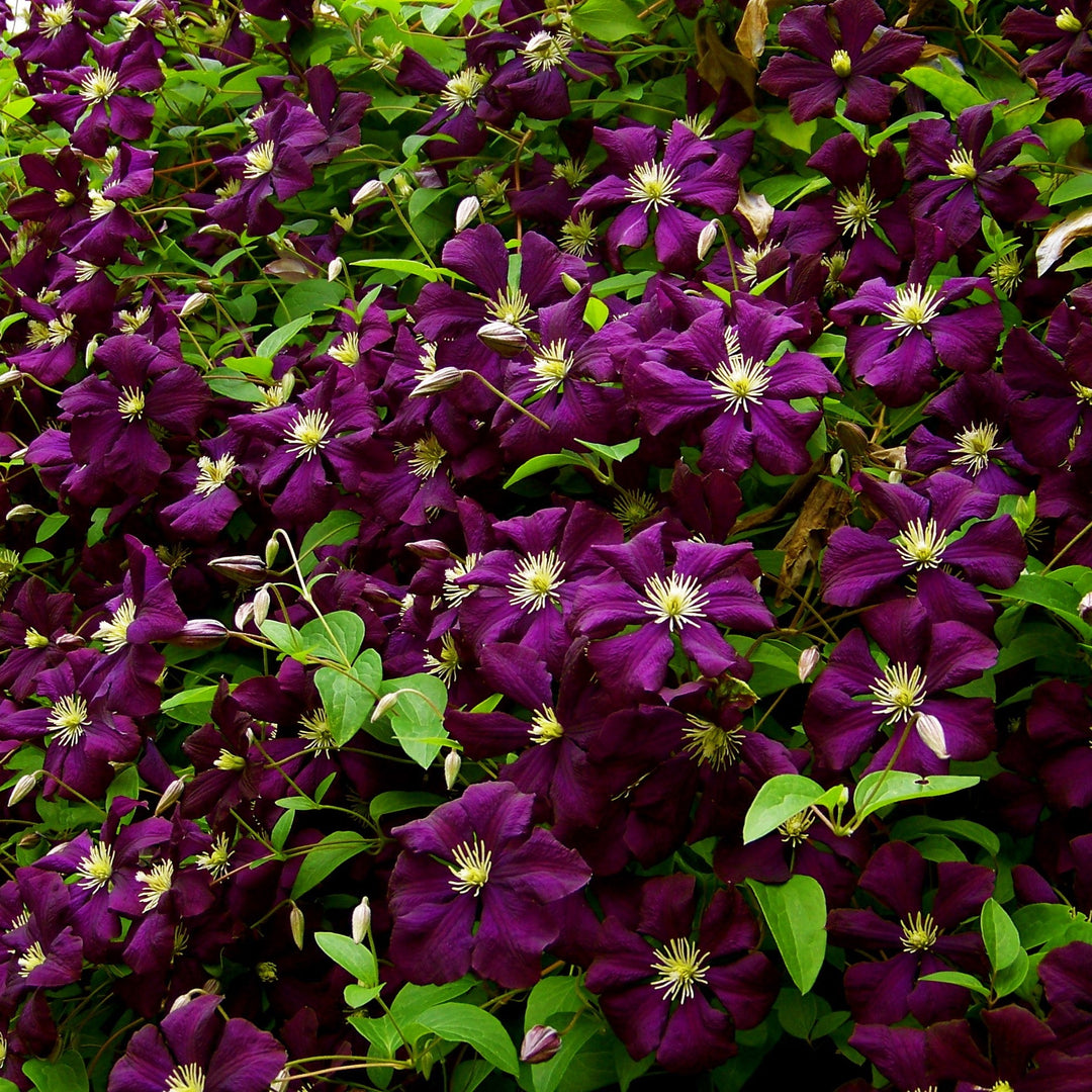 Clematis 'Jackmanii Superba' ~ Jackmanii Superba Clematis