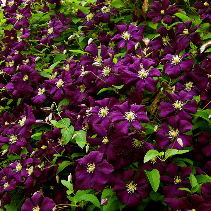 Clematis 'Jackmanii Superba' ~ Jackmanii Superba Clematis