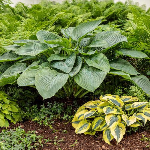 Hosta 'Empress Wu' PP20774 ~ PW® Shadowland® Empress Wu Hosta