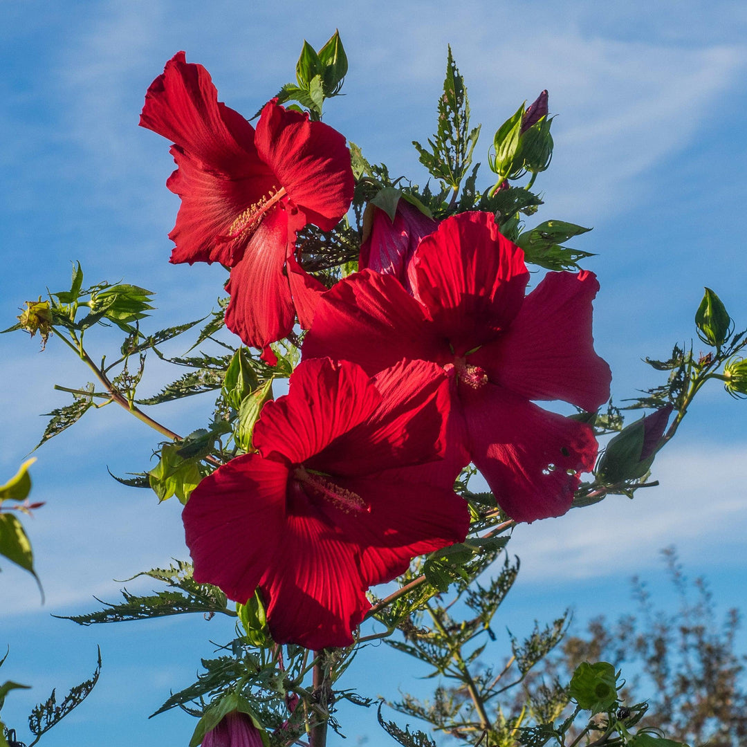 Hibiscus 'Lord Baltimore' ~ Lord Baltimore Hibiscus