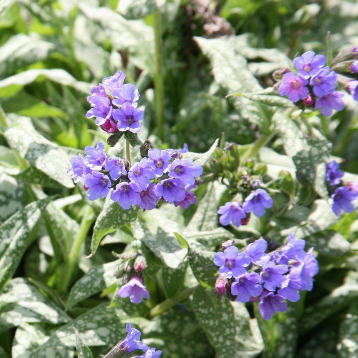 Pulmonaria 'Trevi Fountain' ~ Trevi Fountain Lungwort