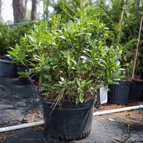 Prunus laurocerasus 'Otto Luyken' ~ Otto Luyken English Laurel