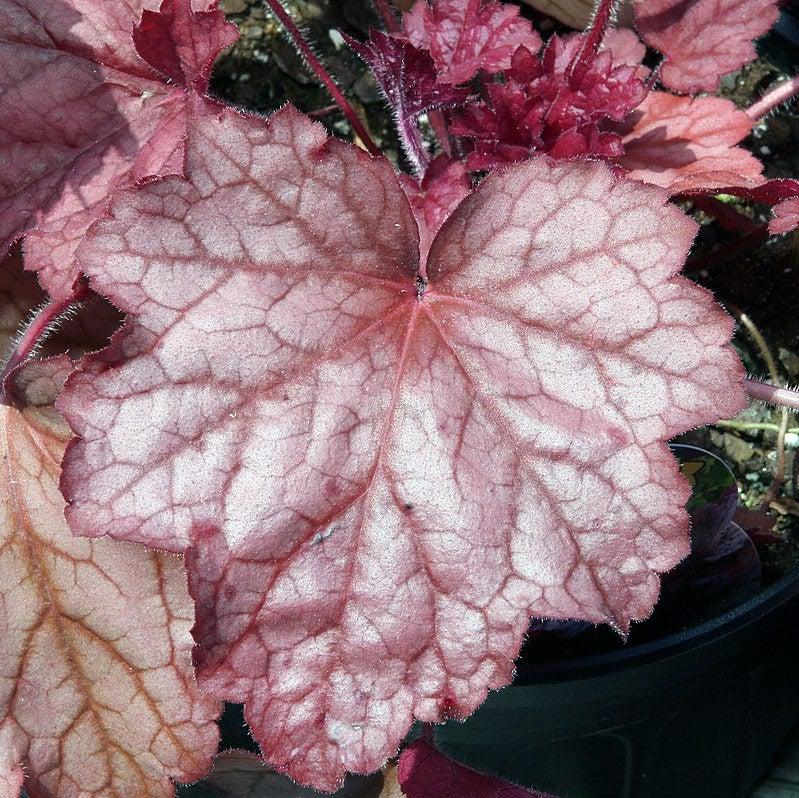 Heuchera villosa 'Georgia Peach' ~ Georgia Peach Coral Bells