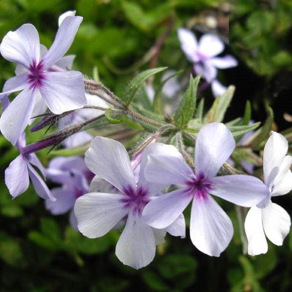 Phlox divaricata subsp. laphamii 'Chattahoochee' ~ Chattahoochee Woodland Phlox