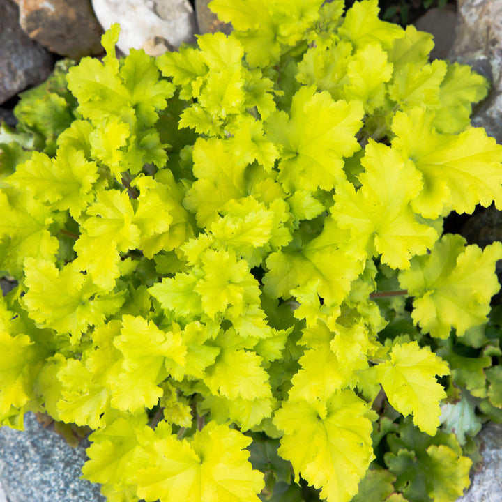 Heuchera 'Twist of Lime' ~ Twist of Lime Coral Bells