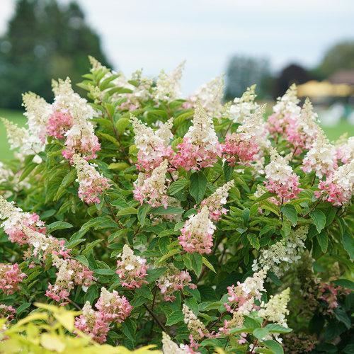 Hortensia paniculata 'DVP PINKY' ​​~ Hortensia Pinky Winky®