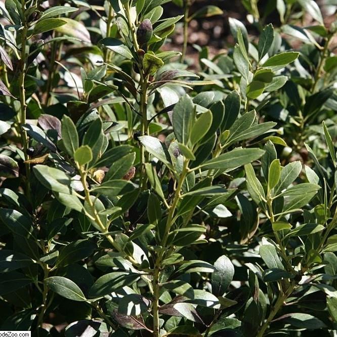 Ilex glabra 'Nigra' ~ Nigra Inkberry Holly