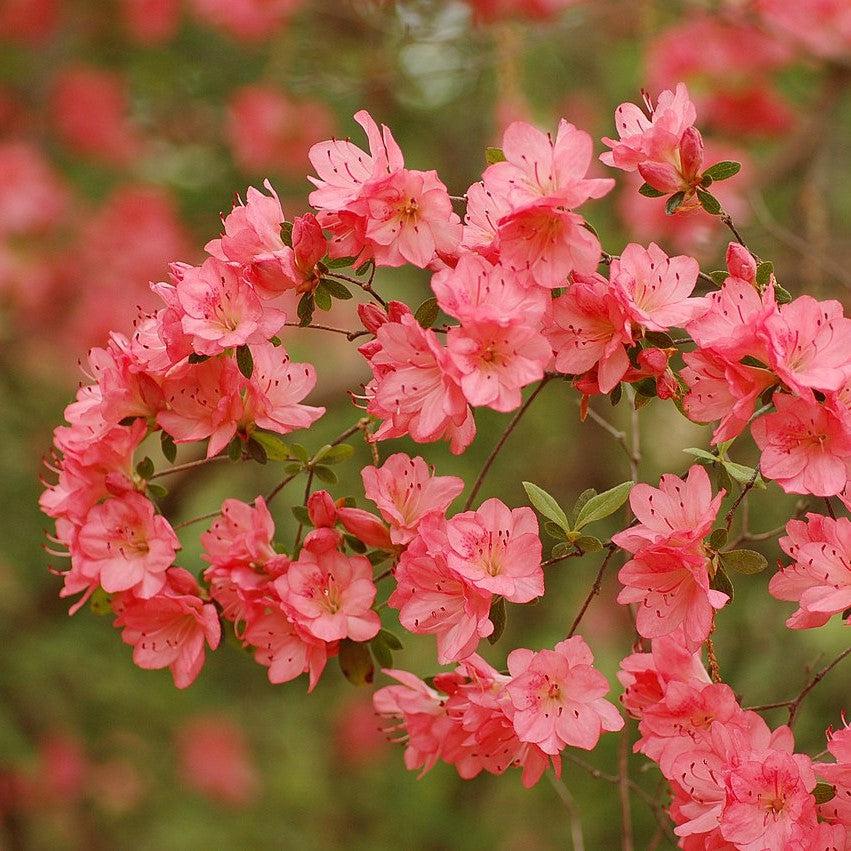 Rododendro 'Blaauw's Pink' ~ Azalea rosa de Blaauw