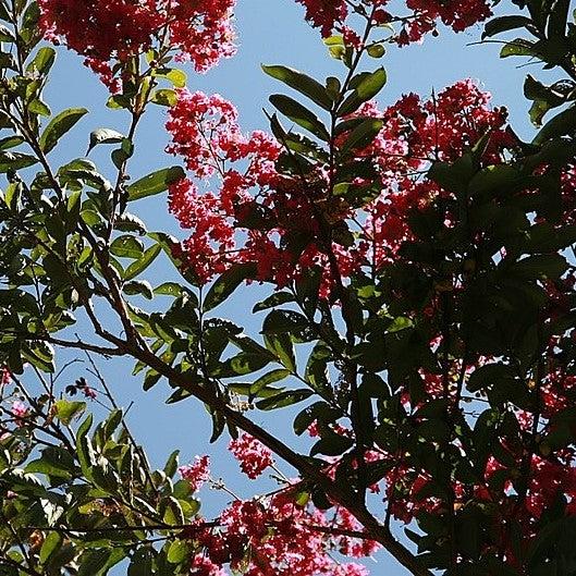 Lagerstroemia indica x fauriei 'Tuskegee' ~ Tuskegee Crape Myrtle