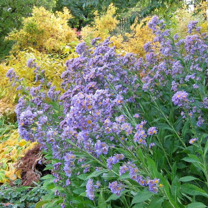 Aster tataricus 'Jindai' ~ Jindai Tatarian Aster