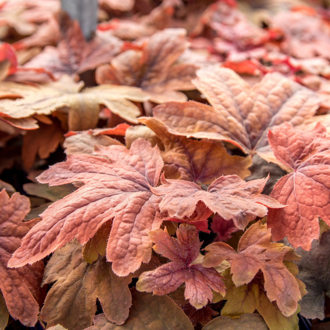 Heucherella 'Sweet Tea' ~ Sweet Tea Foamy Bells