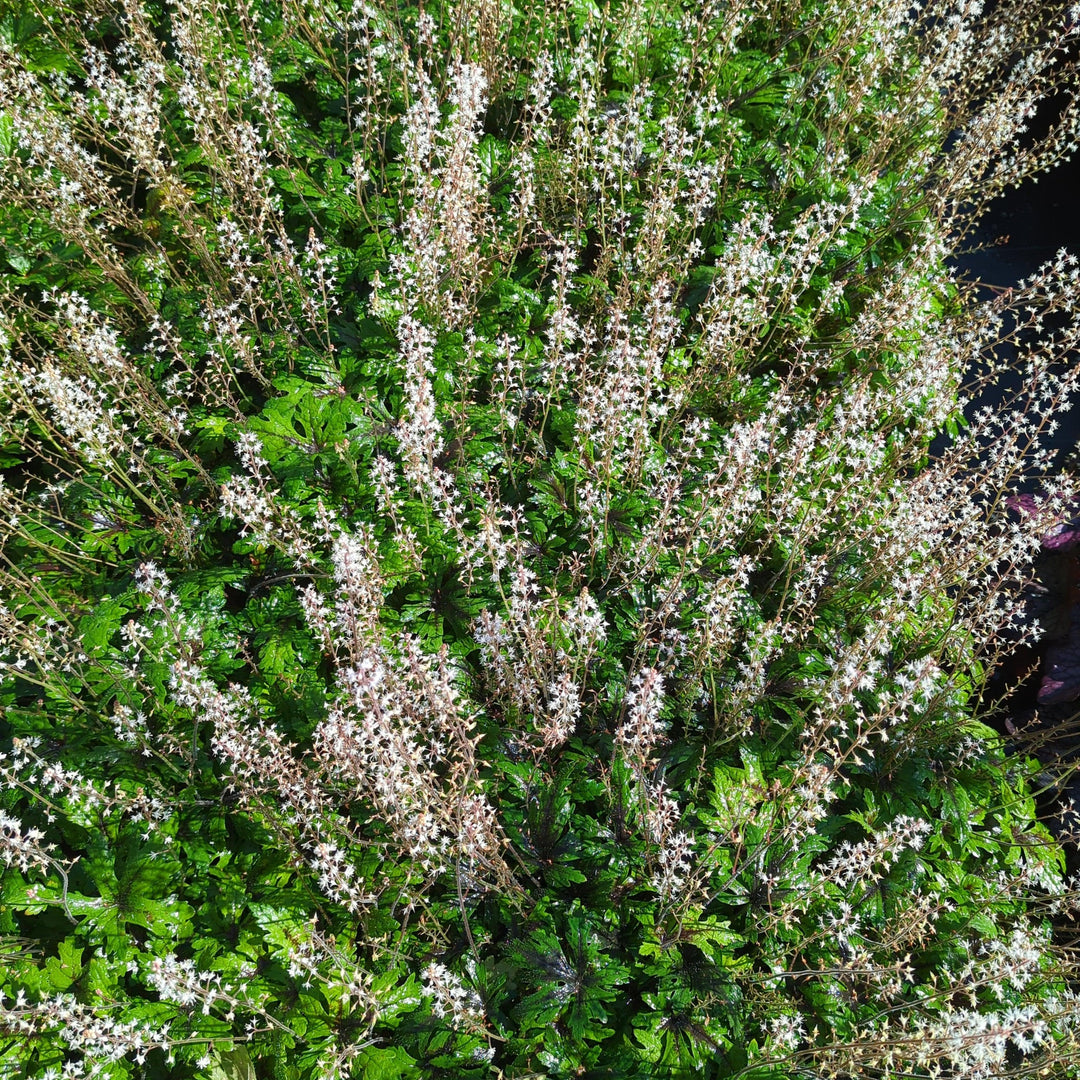 Tiarella x 'Timbuktu' ~ Timbuktu Foam Flower