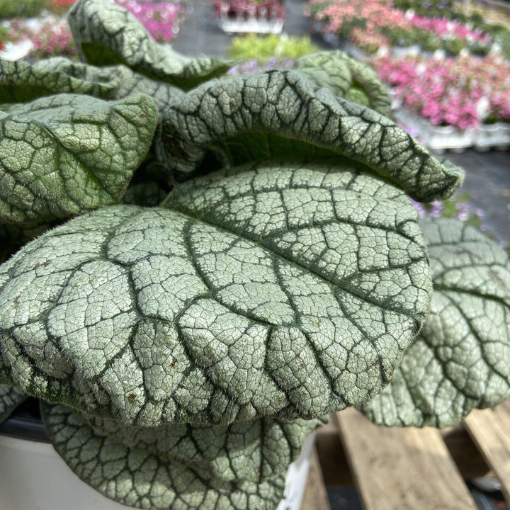 Brunnera macrophylla ‘Jack of Diamonds’ ~ Jack of Diamonds Heartleaf Brunnera