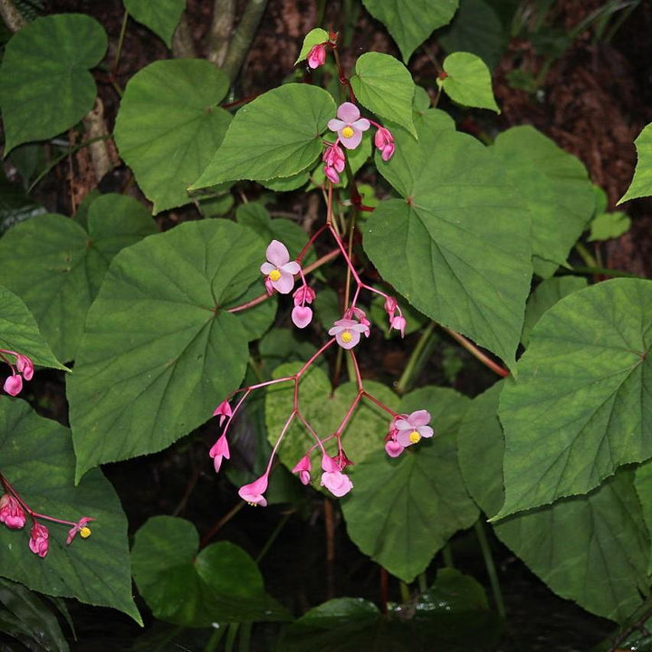 Begonia grandis ~ Hardy Begonia