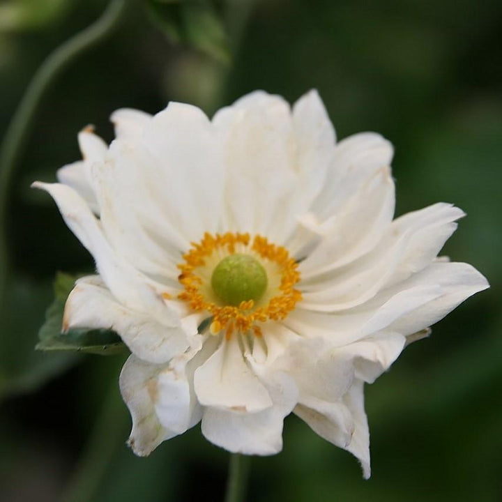 Anemone x hybrida 'Whirlwind' ~ Whirlwind Anemone